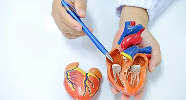 Innovative Heart Valve Solutions That Avoid Open-Heart Surgery